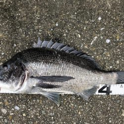 イチノ兄弟、釣果!