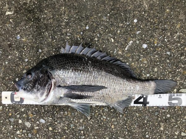 イチノ兄弟、釣果!