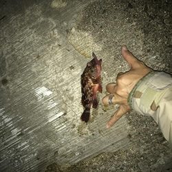 7月29日本命ボウズ