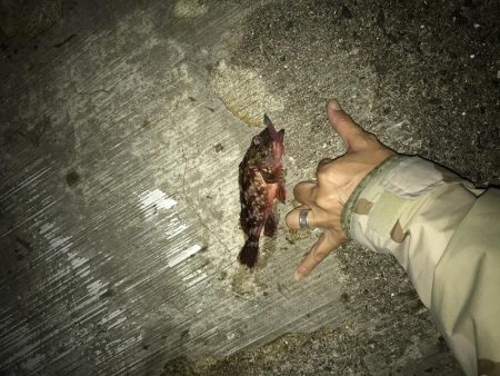 7月29日本命ボウズ