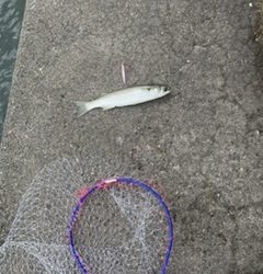 午前のボイルでワカシ