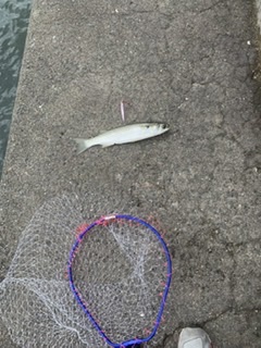 午前のボイルでワカシ