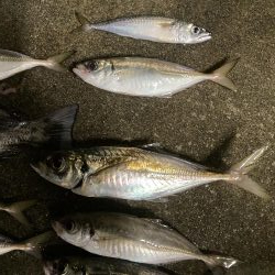アジ大量　