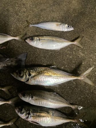 アジ大量　