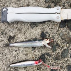 まさかの五目釣達成‼️