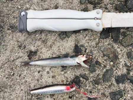 まさかの五目釣達成‼️