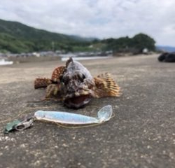 キジハタ狙いで