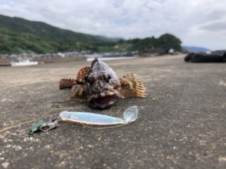 キジハタ狙いで