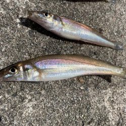 梅雨の晴れ間にキス釣り！