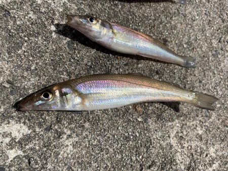 梅雨の晴れ間にキス釣り！