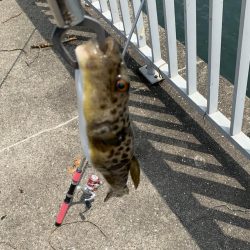 今日はあかんね