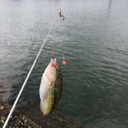 シーバス狙いで7目！？