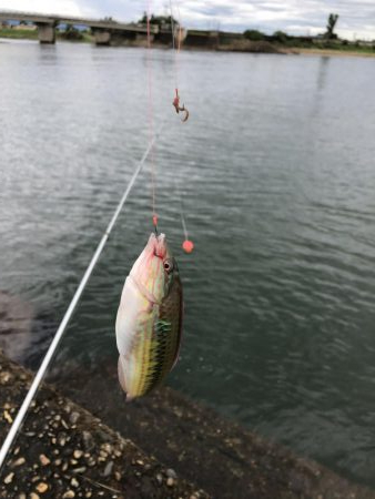 シーバス狙いで7目！？