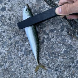 雨降り前の釣行