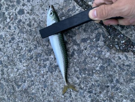 雨降り前の釣行