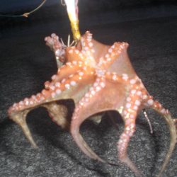 小さい蛸おったで