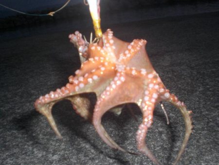 小さい蛸おったで