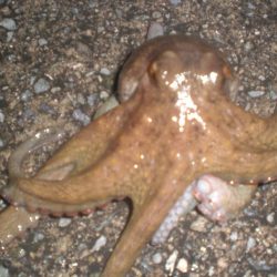 雨の隙間のタコ