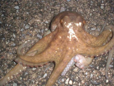 雨の隙間のタコ