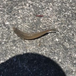 やっぱりか、、、