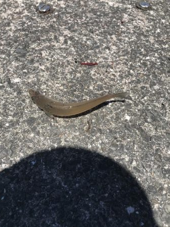 やっぱりか、、、