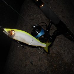 もう少し濁りが引かないと駄目か？