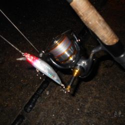 えげつない数のイナッコ…