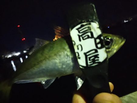 ご近所アジング偵察