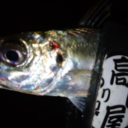 八雲で良型ゲット!!