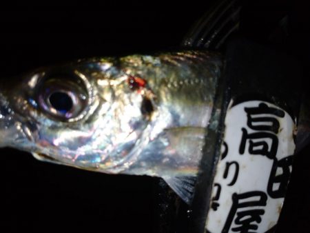 八雲で良型ゲット!!