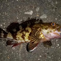 タケノコとガシラ