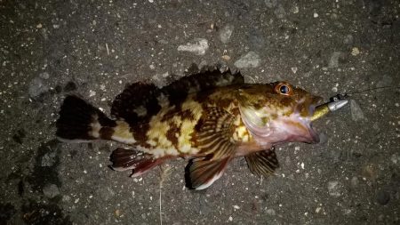 タケノコとガシラ