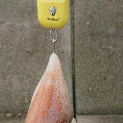 オクトパッシング