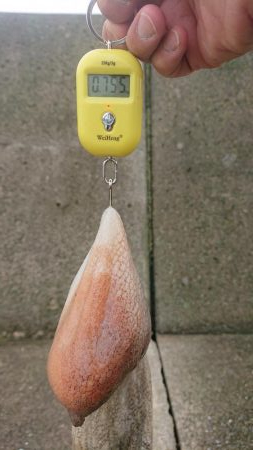 オクトパッシング