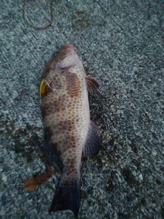 ショアジギングからのラインゲーム