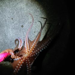 オクトパッシング