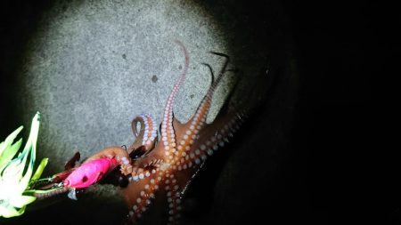 オクトパッシング