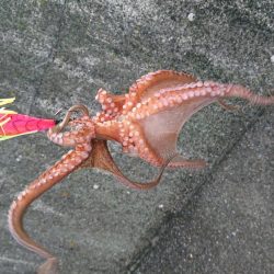 久しぶりのキロup