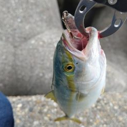 なんとかツバス