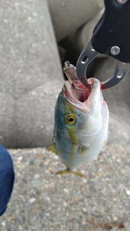 なんとかツバス