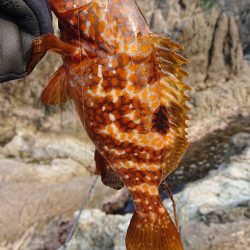 念願のキジハタ