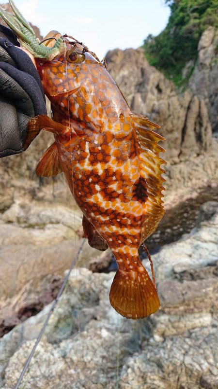 念願のキジハタ