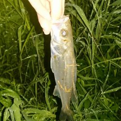 シーバス絶好調!