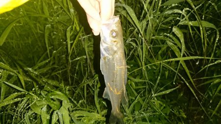 シーバス絶好調!