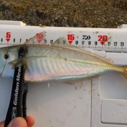 アジング　カマスも混ざる