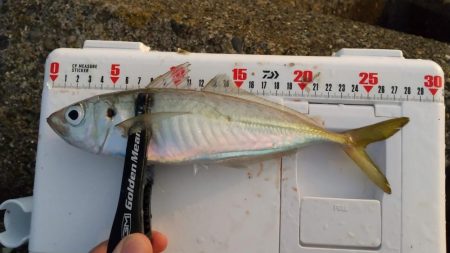 アジング　カマスも混ざる