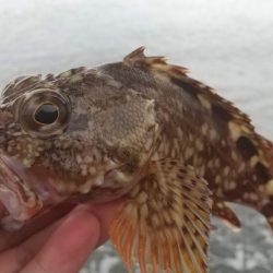 ロックフィッシュ狙いでキジハタ・カサゴ