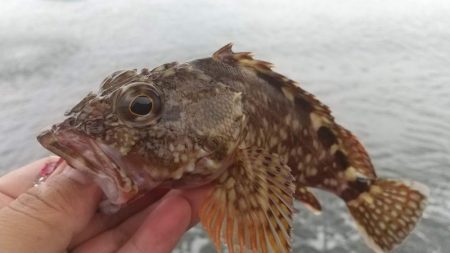 ロックフィッシュ狙いでキジハタ・カサゴ