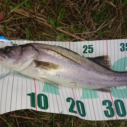 オヌマンバイブ