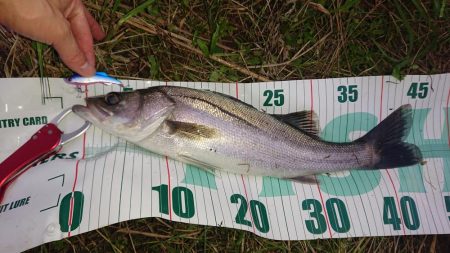 オヌマンバイブ